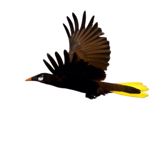 Oropendola Amarilla
