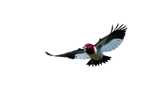 Pajaro Carpintero