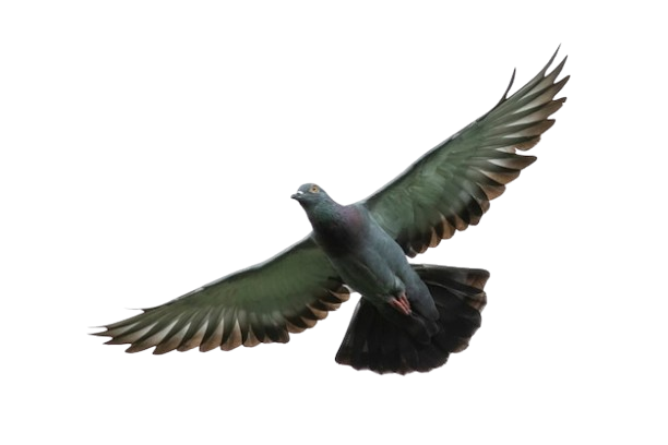 Palomas