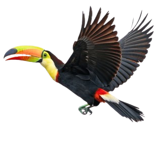 Tucan